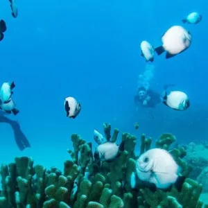 Twilight shore dive setup with two tanks at Koloa