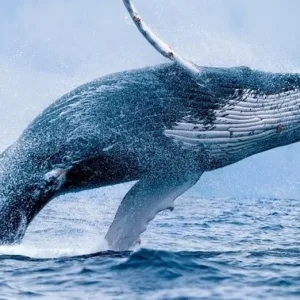 Whale watching tour departing from Ma'alaea Harbor on Malolo