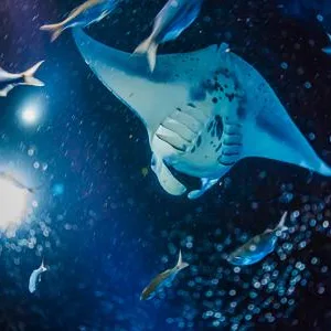 Nighttime manta ray dive with glowing sea creatures