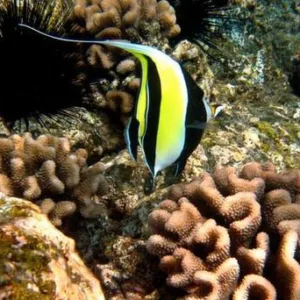 Deluxe morning scuba diving adventure in Kona Big Island