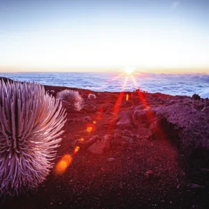 Guided tour through Maui Upcountry and Haleakala National Park