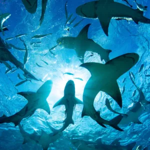 Shark cage diving adventure in Oahu's ocean waters