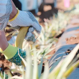 Interactive pineapple planting experience on Maui’s farms