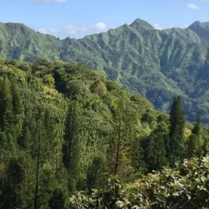 Exploring volcanic rainforest trails in Hawaii