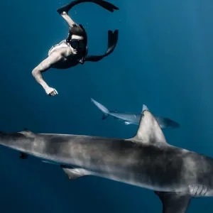 Scuba divers swimming near sharks during eco-friendly dive tour
