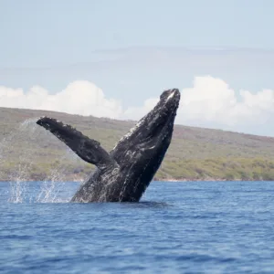 Whale watching cruise departing from Ma'alaea Harbor