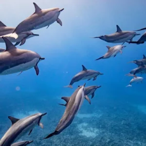 Eco-raft snorkeling with dolphins near Lanai island