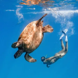 Semi-private boat tour snorkeling at Turtle Canyon waters
