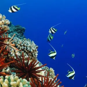 Beginner friendly discover scuba diving experience