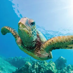 Sail along Kohala Coast with snorkeling and lunch