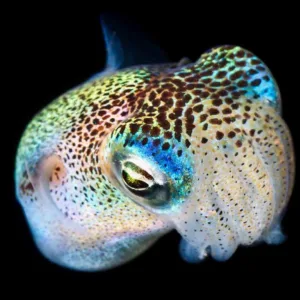 Nighttime scuba diving adventure in dark ocean waters