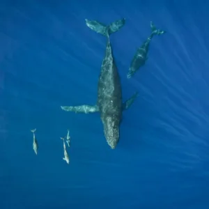 Whale watching tour combined with marine wildlife exploration
