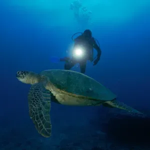 Scuba divers exploring ocean depths during night dive