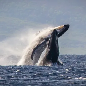 Two-hour whale watching tour along Na Pali Coast Maui