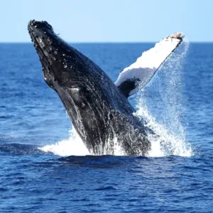 Whale watching adventure near Waikiki with expert guides