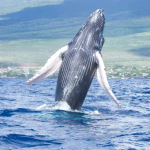 Tour boat spotting whales near Maalaea Harbor
