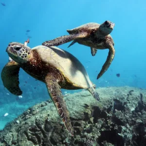 Swim with turtles on a Waikiki snorkeling excursion