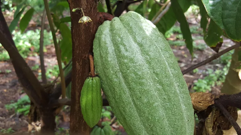 Affiliate Chocolate and Coffee Tour