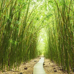 Scenic Hana Jungle Tour through Maui's lush rainforest