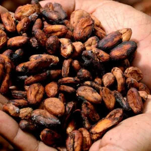 Visitors tasting chocolate at Oahu cacao farm