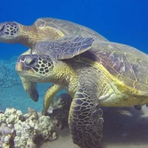Scuba dive exploring shark and turtle wreck site
