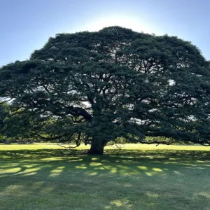Guided forest therapy walk in Moanalua Gardens