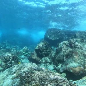 Students learning scuba skills in open water