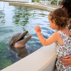 Visitor interacting with dolphin during dry-land encounter