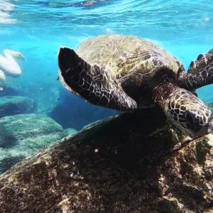 Tour group snorkeling with sea turtles near Oahu shore