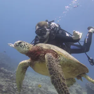 Scuba divers preparing for shallow reef dive in Honolulu