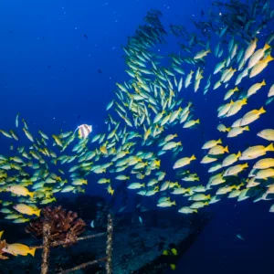 Boat dive to vibrant coral reefs