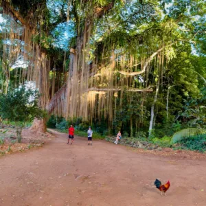 Tour group hiking to hidden Maui waterfall