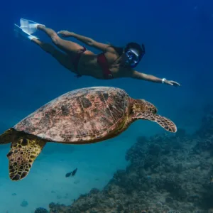 Snorkeling with Hawaiian Green Sea Turtles