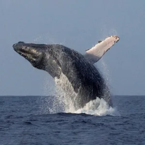 Super raft boat on ocean with passengers whale watching