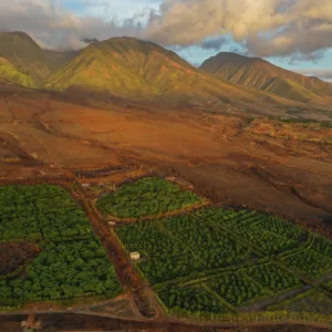 Guided tour of Ku’ia Estate Cacao Farm in Maui