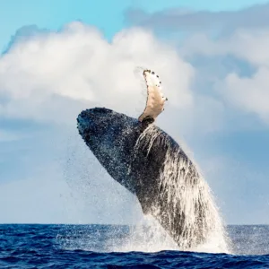 Trimaran sailing on ocean during whale watching tour