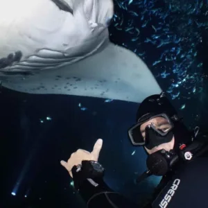 Diver swimming near manta rays at dusk