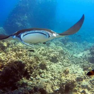 Scuba diver exploring vibrant coral reefs underwater