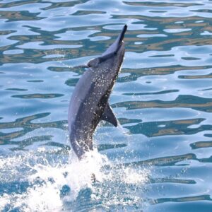 Dolphins and You