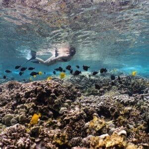 Captain Cook Monument Kealakekua Bay Snorkeling Tour
