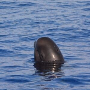 Pelagic Wildlife Excursion