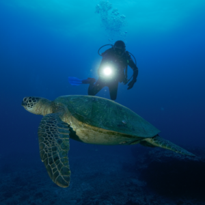 Night Dives