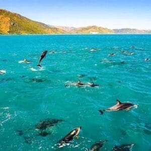 Wildlife & Captain Cook / Kealakekua Bay Reef Snorkel Adventure!