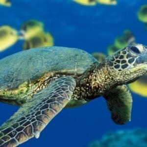1 Tank Shore Dive at Sea Turtle Cove