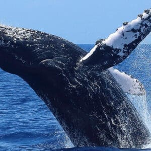 Whale Watch Adventure