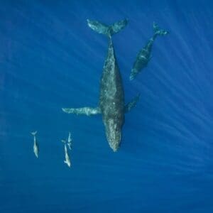 Marine Life Tour