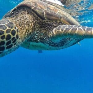 Xpress Snorkel
