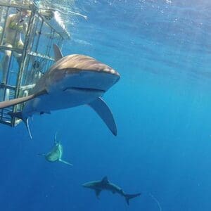 Shark Dive