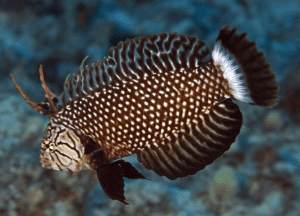 Discovery Scuba