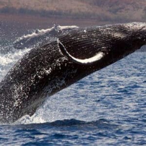Whale Watch Adventure